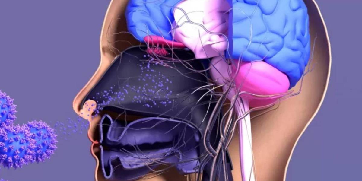 ¿Cuál es el rol del cerebro (y del estado de ánimo) en nuestra respuesta inmune?