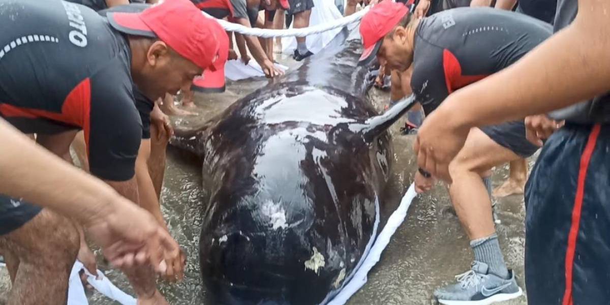 Decenas de militares rescataron a una ballena varada en una playa de Santa Elena