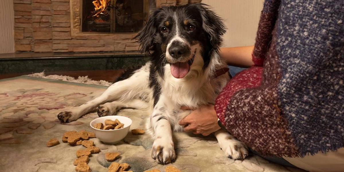 ¿Cómo prevenir el estrés de las fiestas de diciembre en nuestras mascotas?