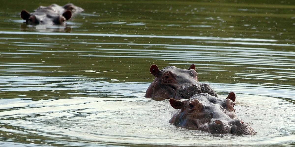 Colombia evalúa enviar 72 hipopótamos de Pablo Escobar a India, México y Ecuador