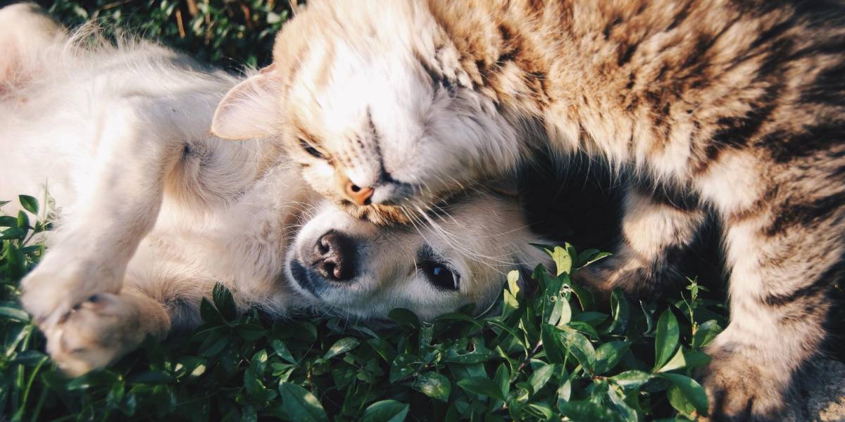 Tres recomendaciones para evitar enfermedades respiratorias en perros y gatos