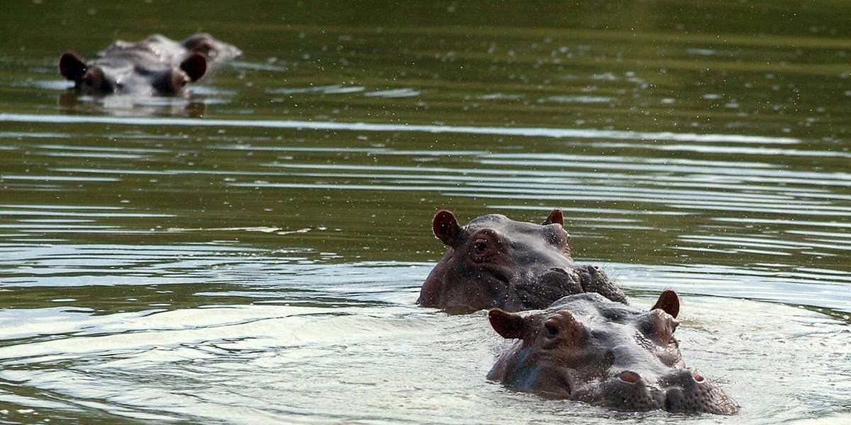 Ecuador no recibirá hipopótamos colombianos, enfatiza Ministerio del Ambiente