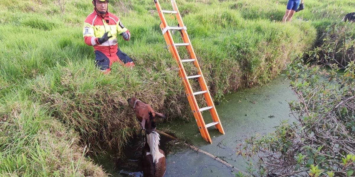 Los bomberos rescataron a un caballo que cayó a un estanque en El Beaterio