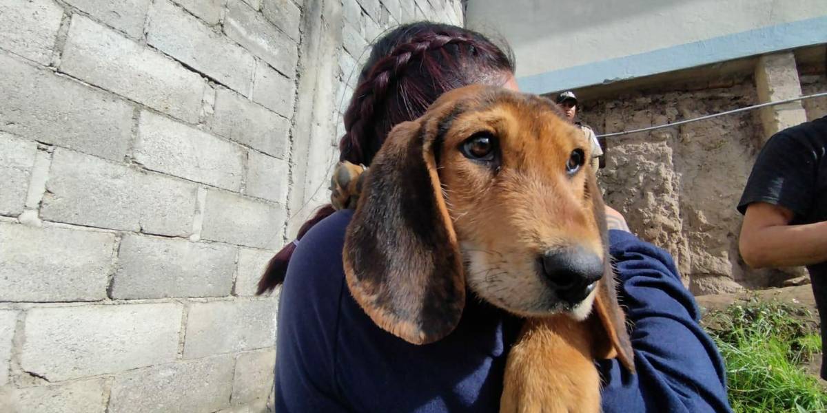 Unidad de Bienestar Animal (UBA), preocupada por el incremento de la violencia contra las mascotas