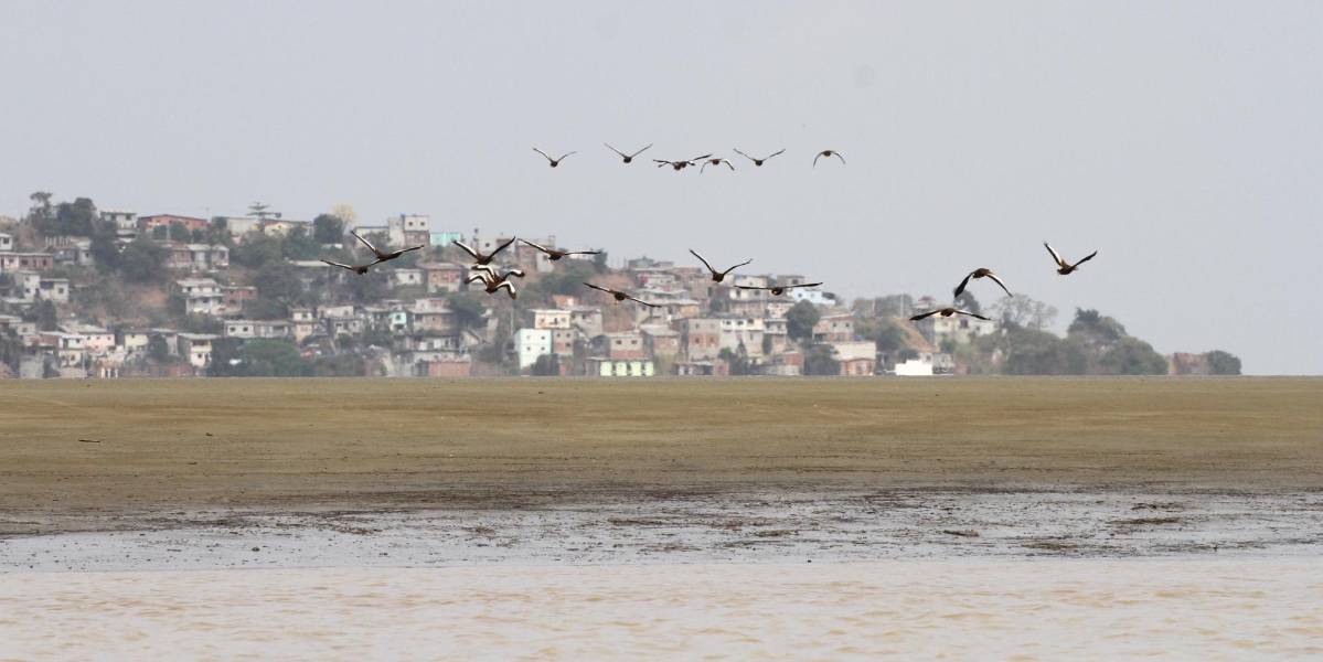 Autoridades usan pirotecnia para evitar accidentes aéreos con aves en Guayaquil
