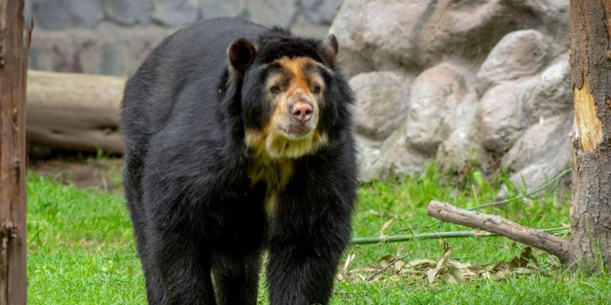 Fallece en el Zoológico de Quito su más longevo oso andino, especie protegida