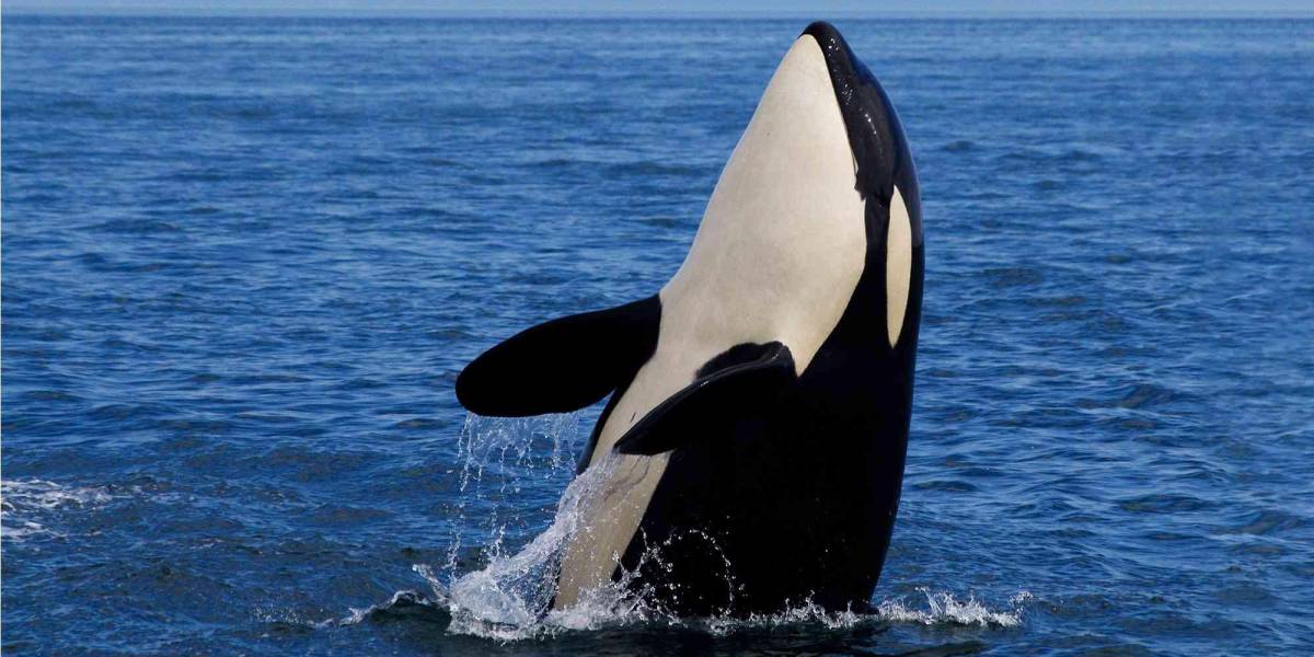 Gladis: una orca enseña a otras ballenas a derrumbar embarcaciones en Gibraltar