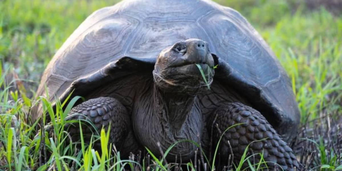 Investigan presunta cacería y faenamiento de tortugas gigantes en Galápagos