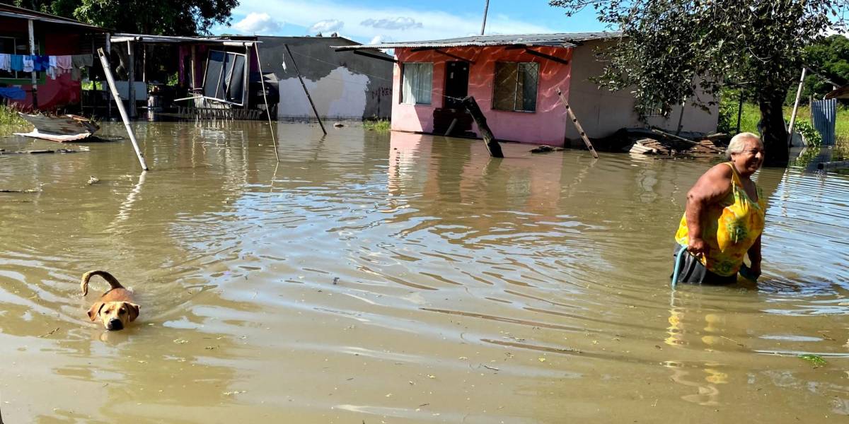 Fenómeno de El Niño: dos millones de cabezas de ganado son vulnerables por las inundaciones