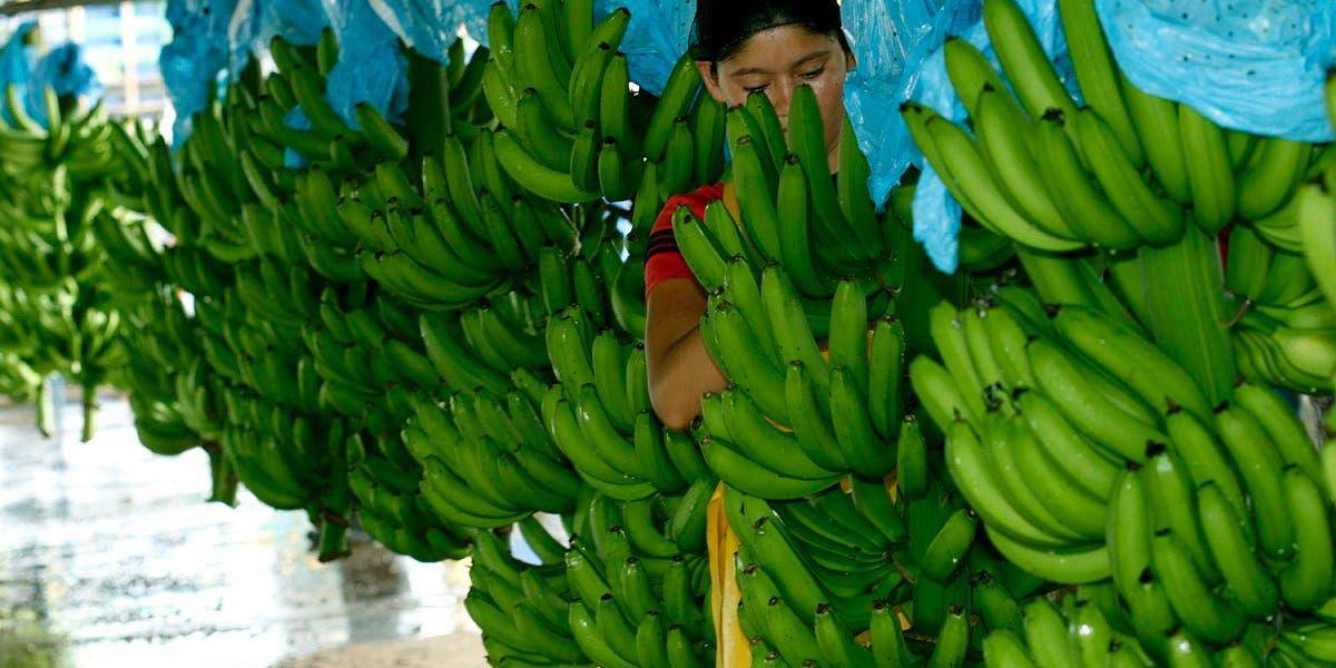 Sector bananero toma medidas para impedir llegada de un hongo a Ecuador