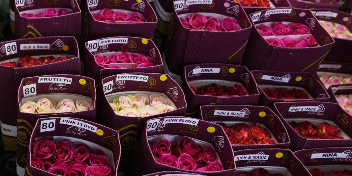 Toneladas de flores ecuatorianas no llegarán a otros países por San Valentín