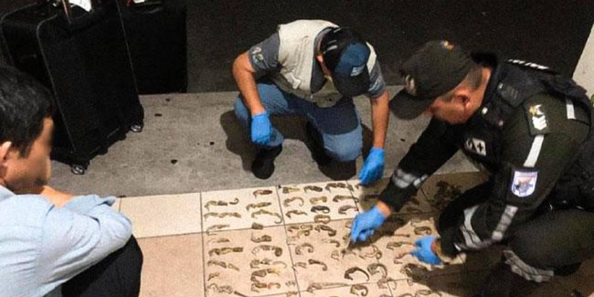 Un ciudadano chino es procesado por tráfico de caballitos de mar