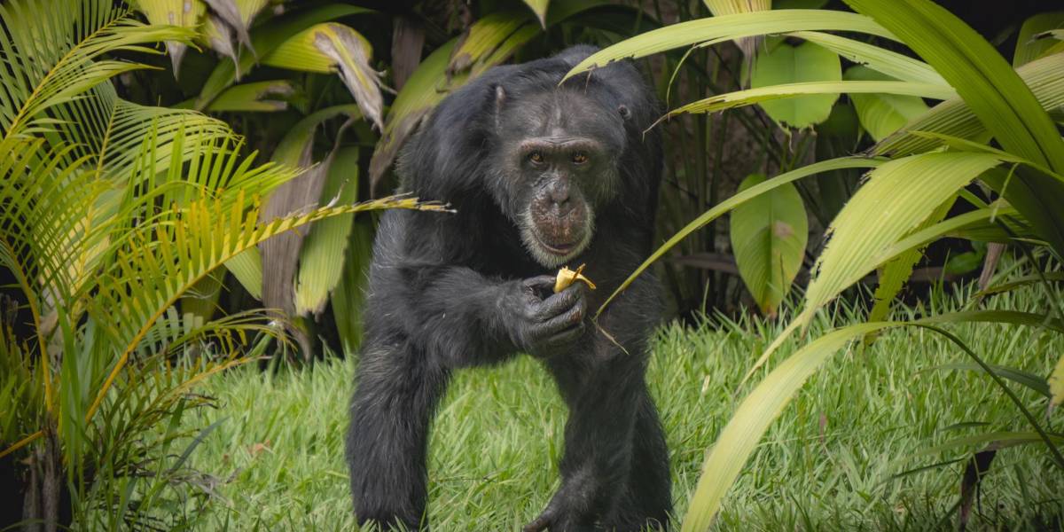 Yoko, el último chimpancé bajo cuidado humano en Colombia, es trasladado a Brasil