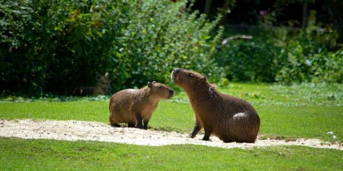 Fiscalía procesa a 11 personas por caza de capibaras en Shushufindi