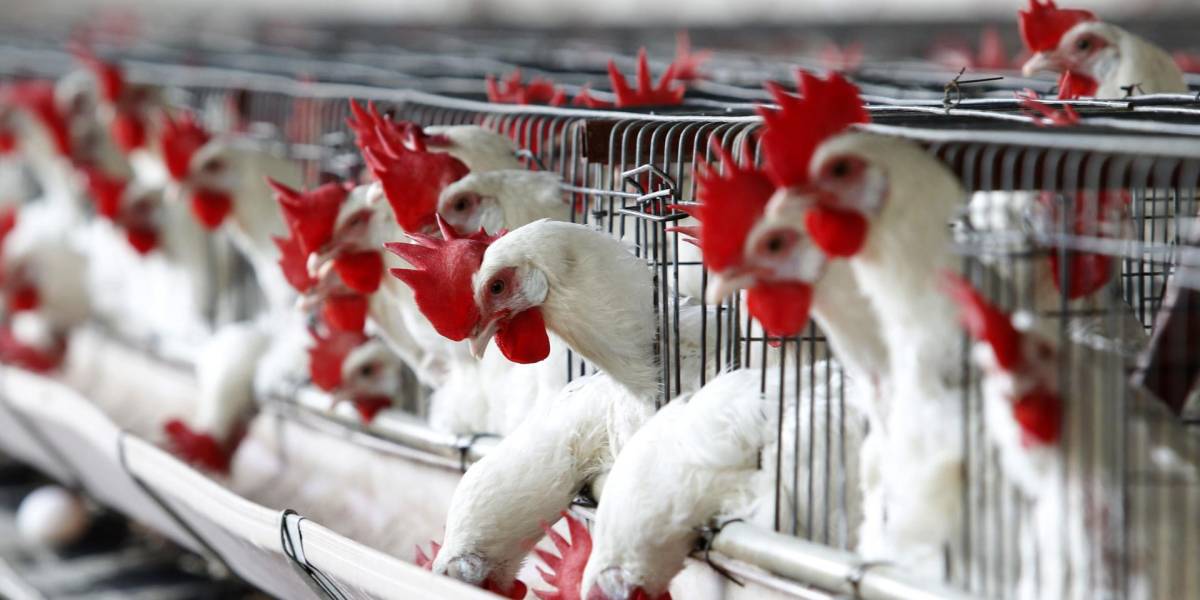 Más de 180.000 aves sacrificadas para frenar el brote de gripe aviar en Ecuador