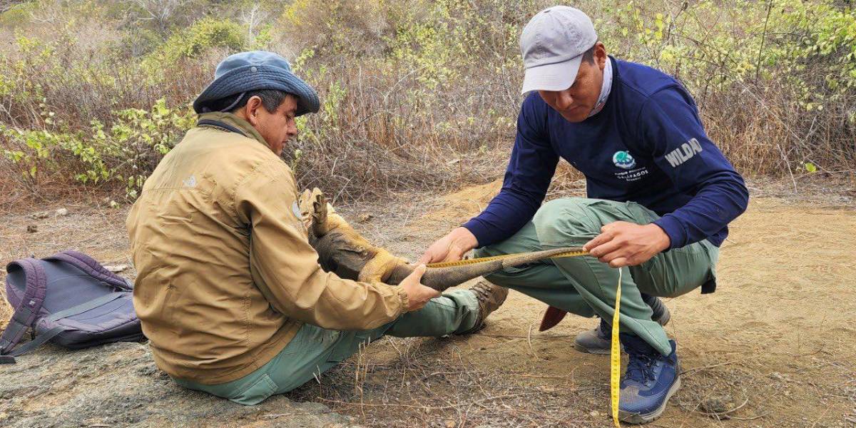 Nacen iguanas terrestres en una isla de Galápagos después de casi dos siglos