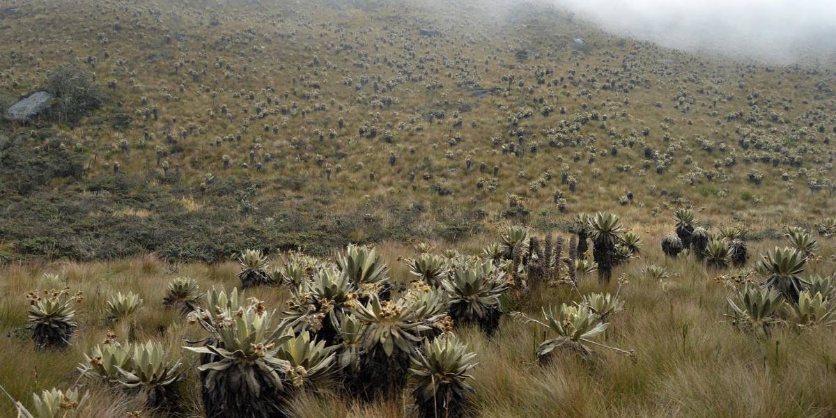 Documental de la UTPL, sobre la importancia de los páramos, finalista en un Festival Internacional de Cine