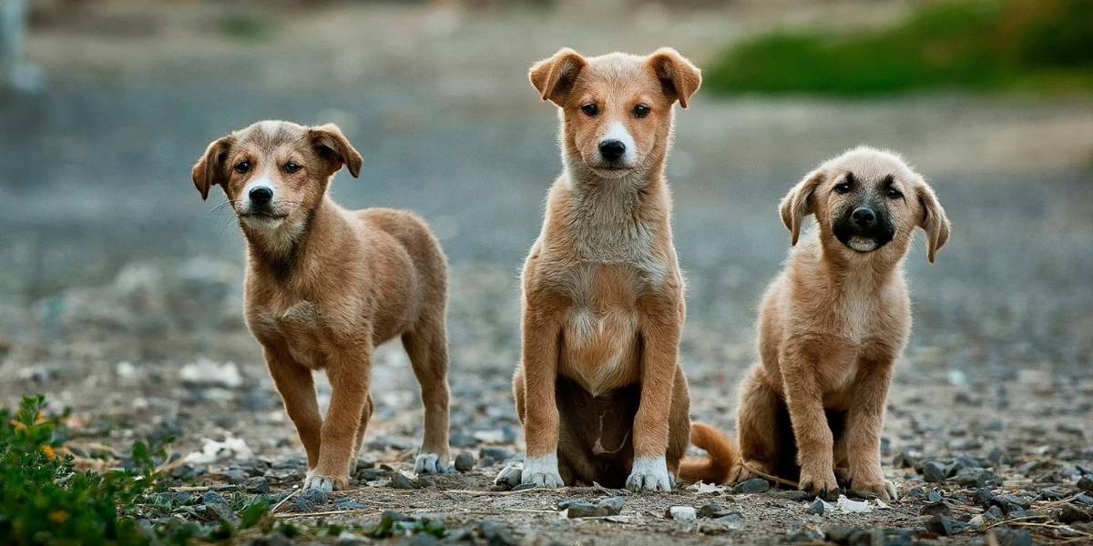¿Pueden los animales predecir los terremotos?
