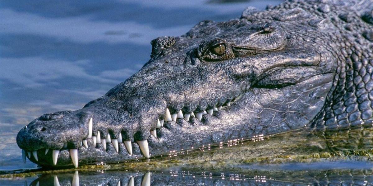 ¿Los cocodrilos pueden meterse al mar?: un reptil fue grabado en video en una playa de Manabí