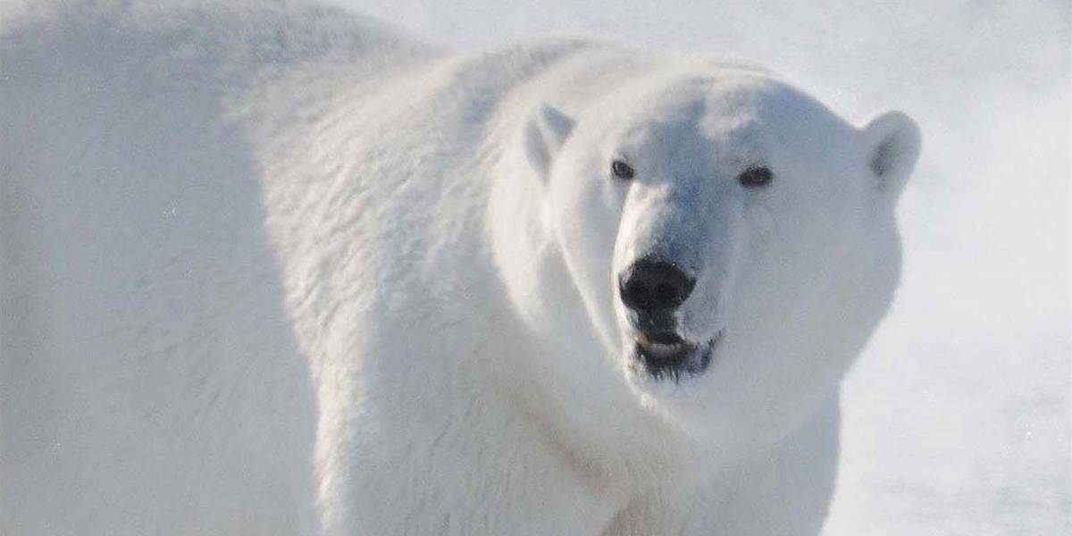 La historia evolutiva de los osos pardo y polar, tan compleja como la humana