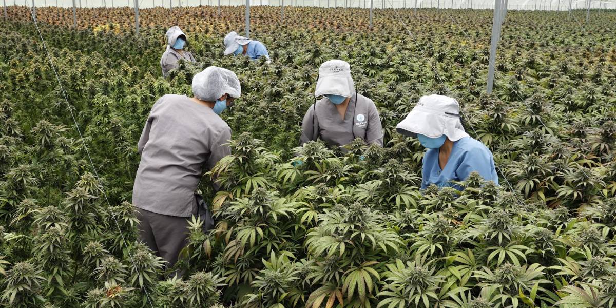 Colombia apunta al cannabis medicinal como un impulsor de las exportaciones