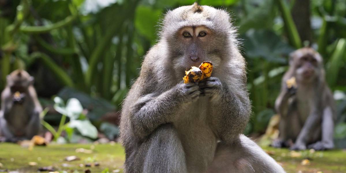 Ante la falta de turistas, monos de Bali asaltan las casas
