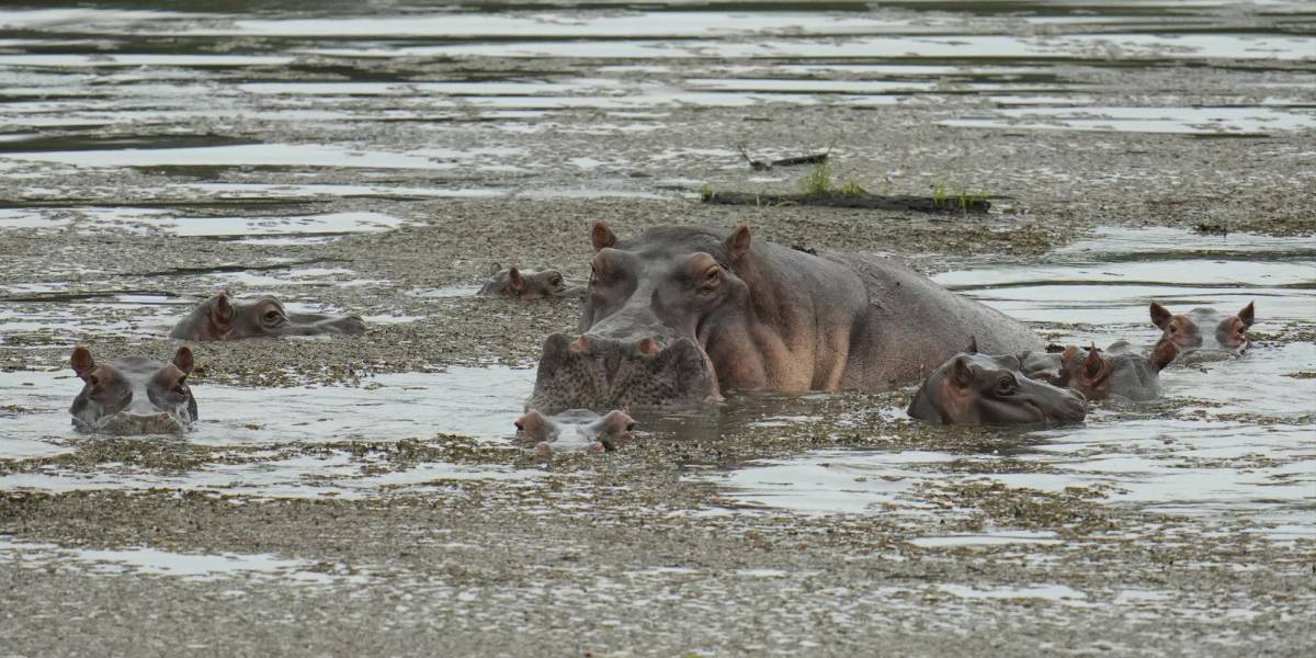No los maten: así defienden a hipopótamos de Pablo Escobar