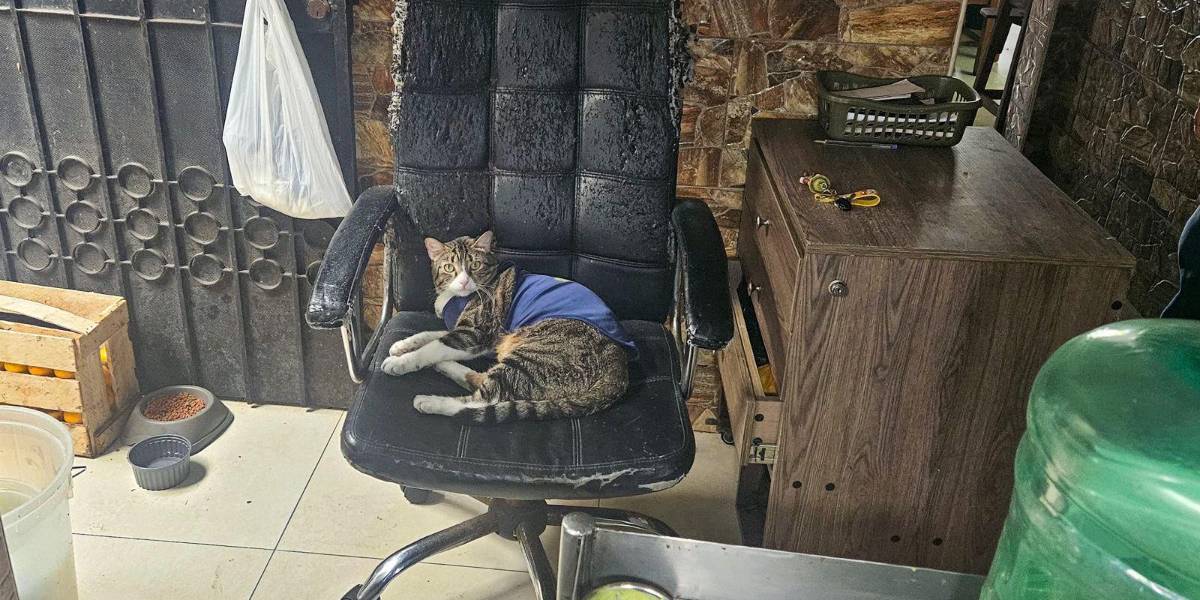 La Arcsa cerró una parrillada de Guayaquil que usaba un gato para cazar plagas