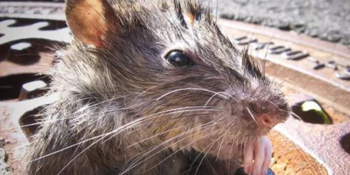 “Si comes aquí, estás cenando con ratas”: la plaga de roedores en Nueva York por las terrazas de los restaurantes