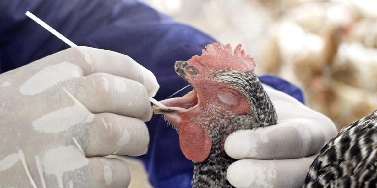 Un hombre muere en EE. UU. tras contraer una forma rara de gripe aviar