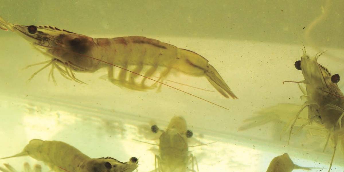 Los camarones hacen más ruido por el aumento de temperaturas