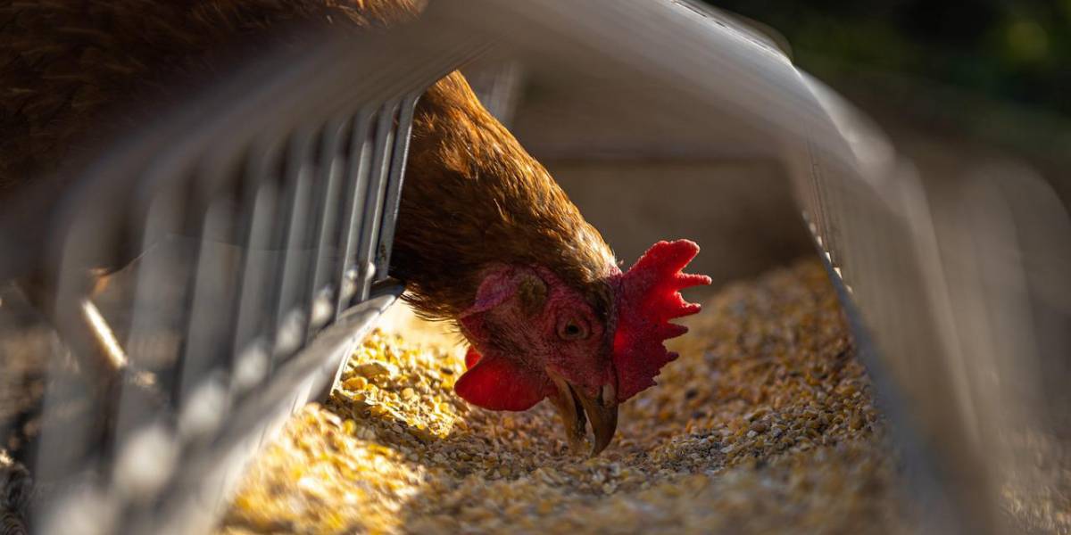 Gripe aviar en Cotopaxi: aún no se sacrifican miles de gallinas infectadas ni se limpian los galpones donde permanecen