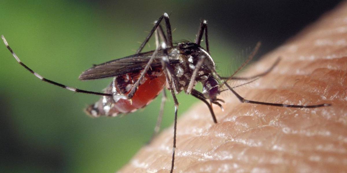 Los casos de dengue en Ecuador se han casi triplicado