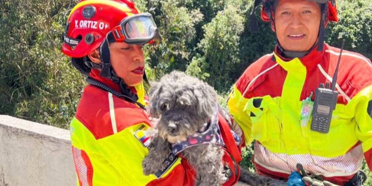 Un perro cayó a una quebrada, pero fue rescatado, en San Juan, centro de Quito