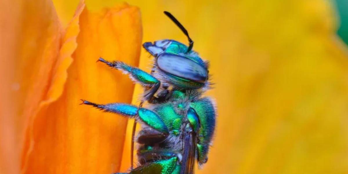 Un estudio registra por primera vez en Ecuador cuatro especies de abejas de las orquídeas