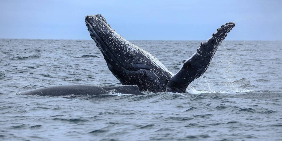 La temporada de avistamiento de ballenas jorobadas se inauguró en Puerto López, Manabí