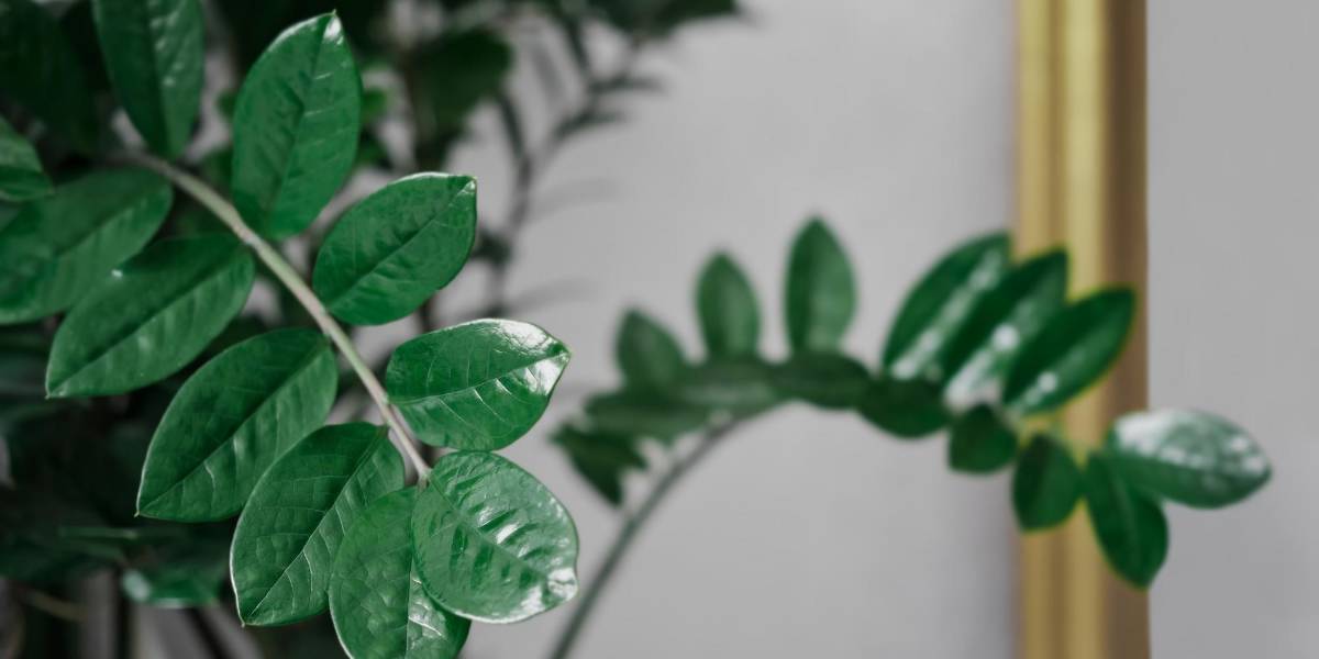 ¿Cuál es la planta que atrae el dinero y dónde se la debe poner en casa?