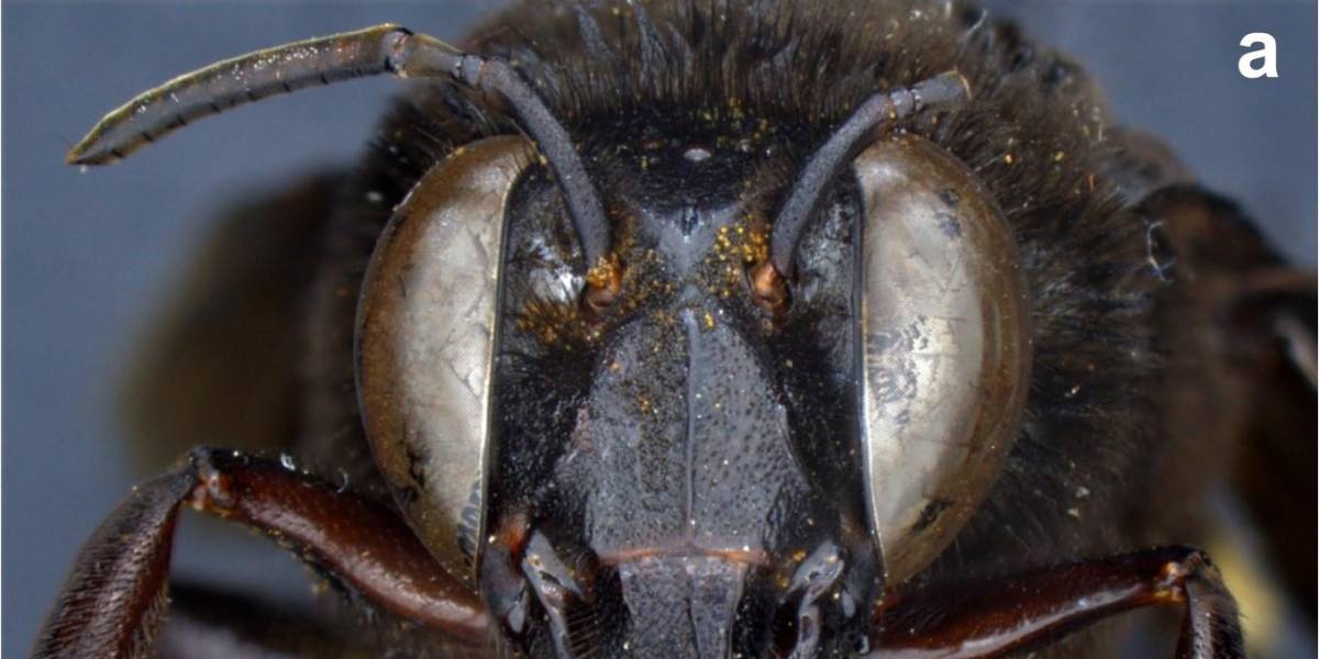 Descubren en Ecuador caso de abeja andrógina: mitad hembra, mitad macho