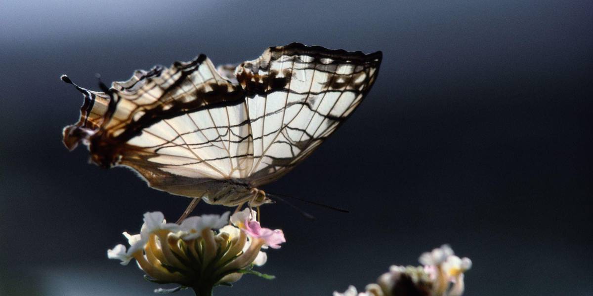 Beber cerveza puede ahora ayudar a la conservación de las mariposas