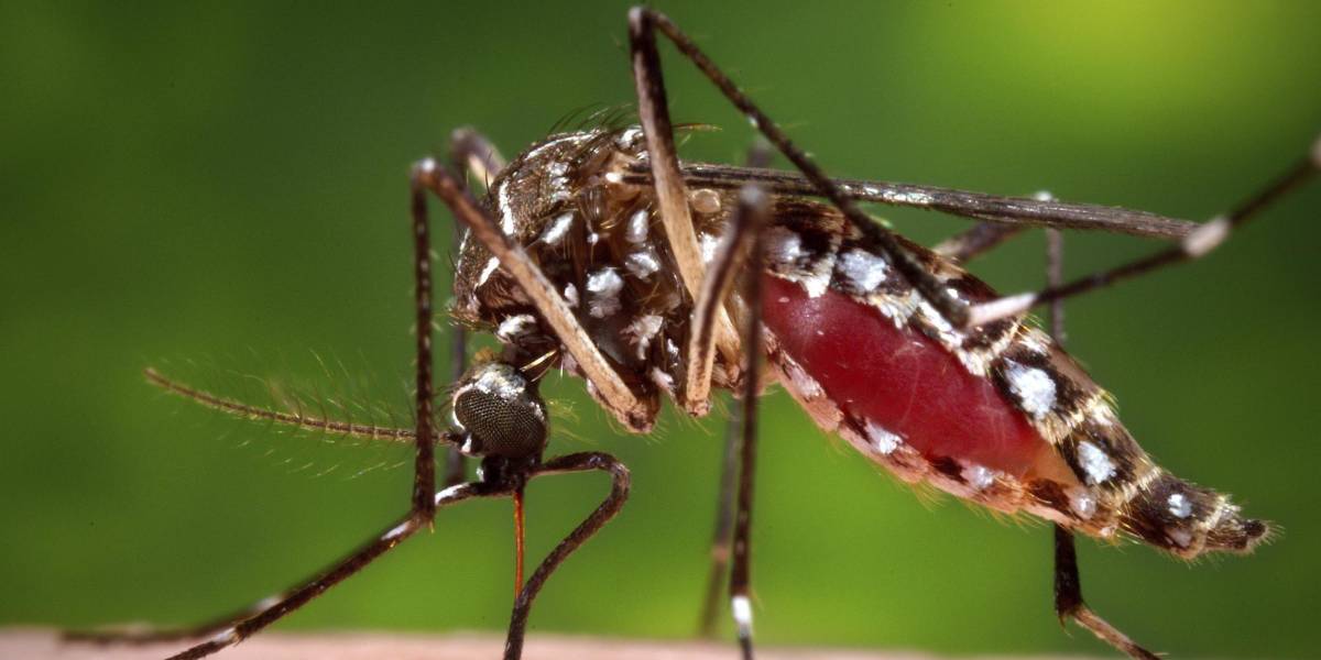 ¿Eres un imán de mosquitos? Podría ser tu olor