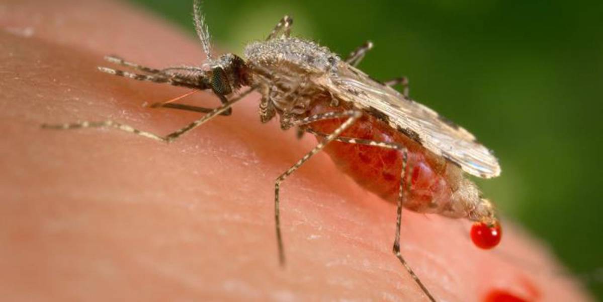 Detectan en África forma de malaria resistente a medicamento