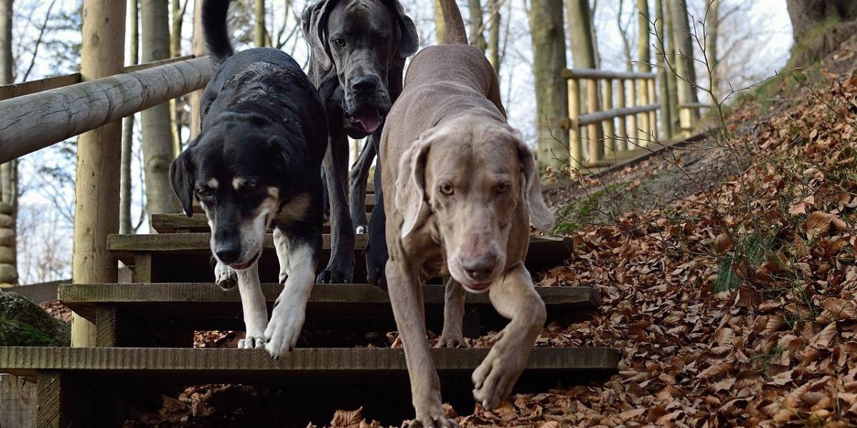 ¿Por qué aúllan los perros? Descubre el significado detrás de sus sonidos