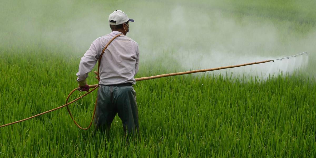 Los productores no quieren que Ecuador importe arroz: dicen que hay suficiente, aunque cada día más caro