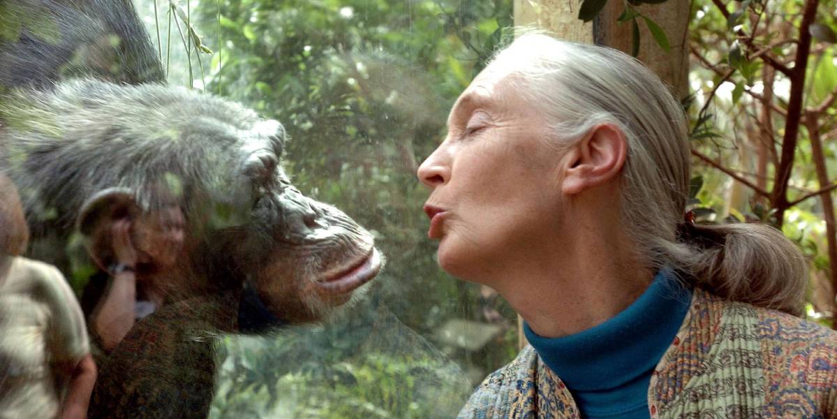 La reconocida experta en primates Jane Goodall muere a los 91 años