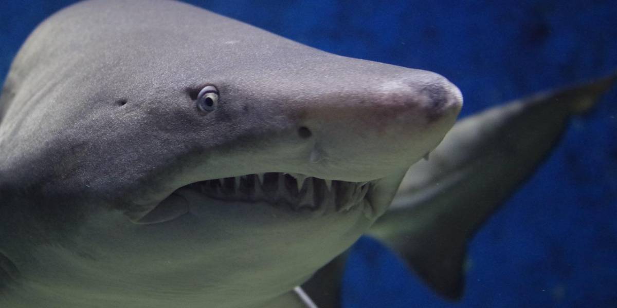 Estados Unidos: una mujer fue mordida por un tiburón en una playa icónica de Nueva York