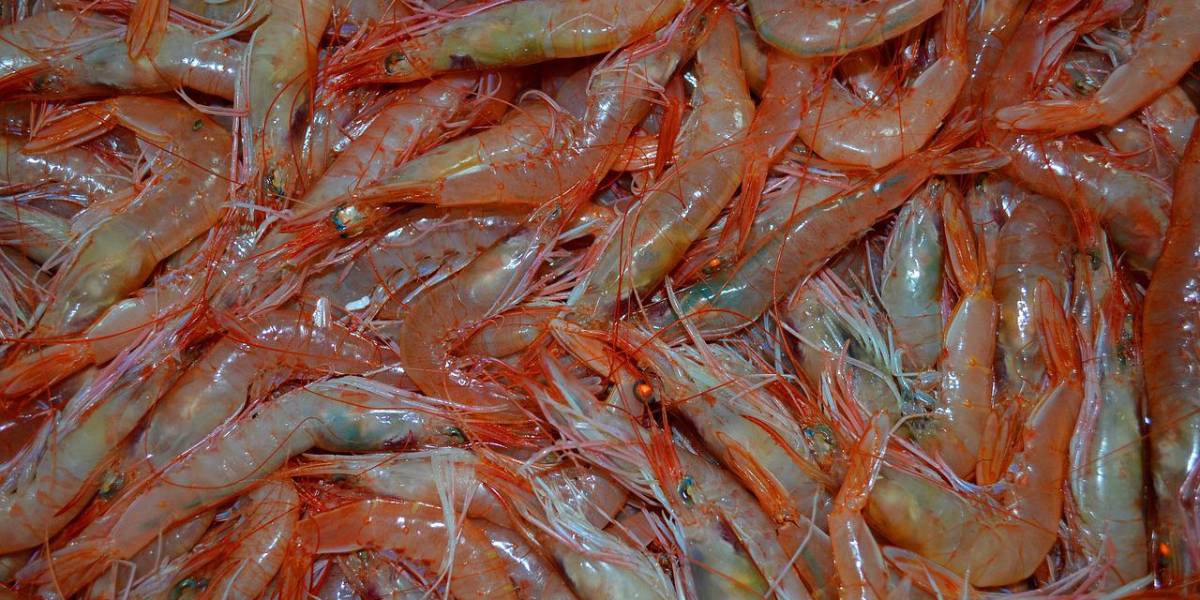 Brasil veta las importaciones de camarones de Ecuador desde el 9 de diciembre