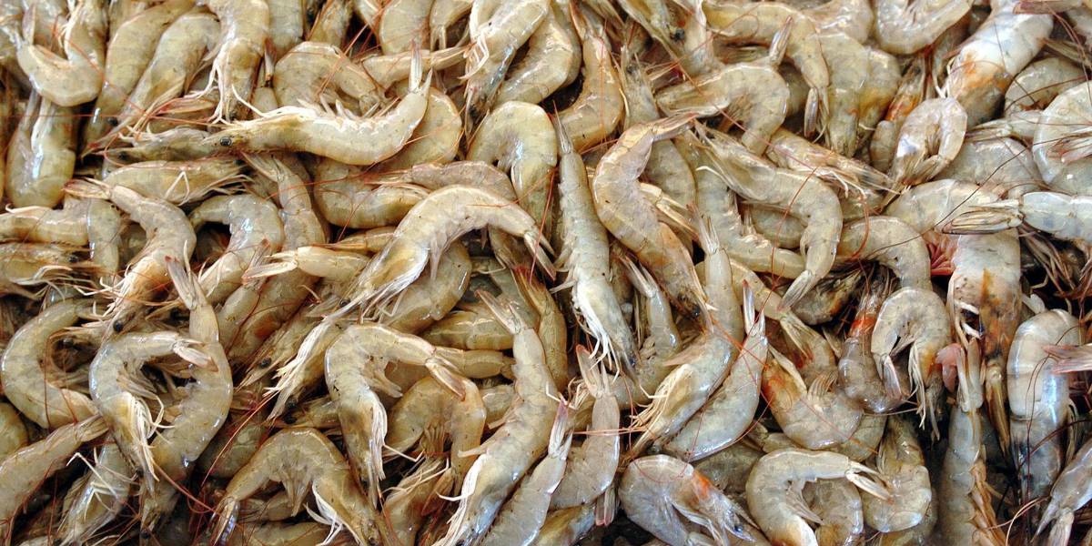 Ecuador registra un crecimiento del 17 % en sus exportaciones durante los dos primeros meses de 2025