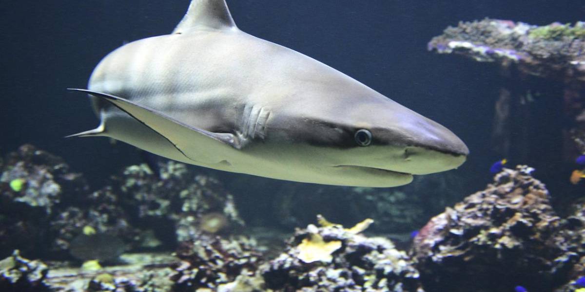 El Asombroso regreso del tiburón centenario: Un nadador que vivió desde 1505