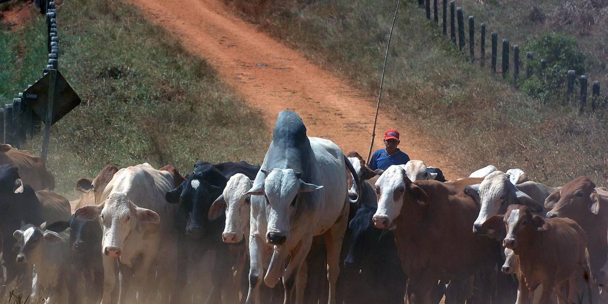 Ecuador vacunará contra la fiebre aftosa a 4,6 millones cabezas de ganado; el Estado subsidiará el 70% del costo