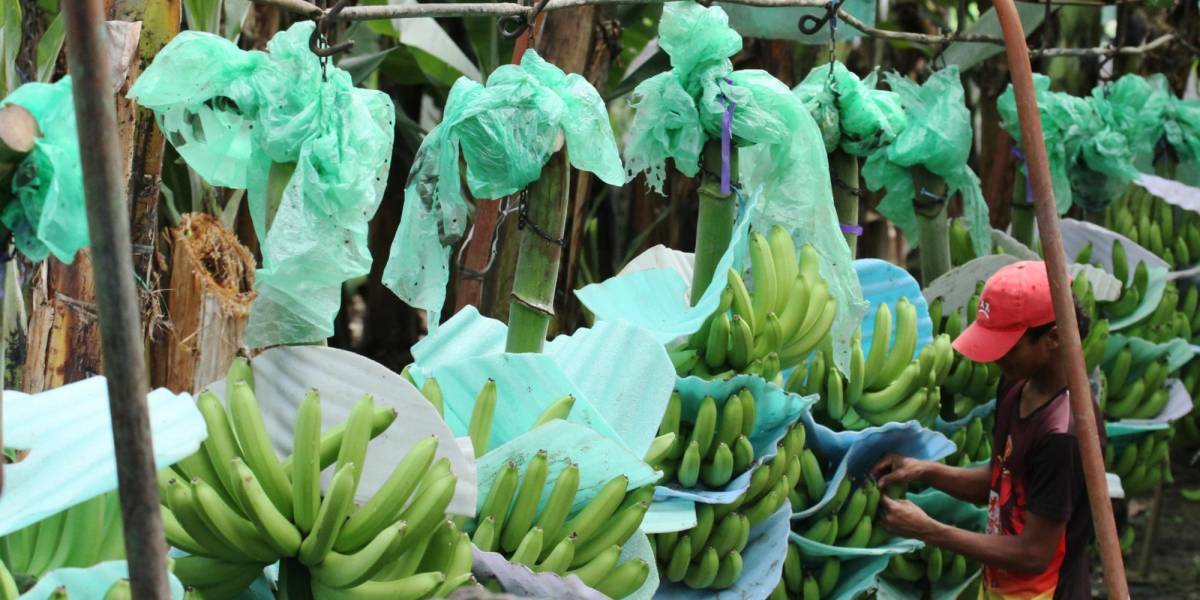 Rusia importará más banano de India, tras sanciones a Ecuador